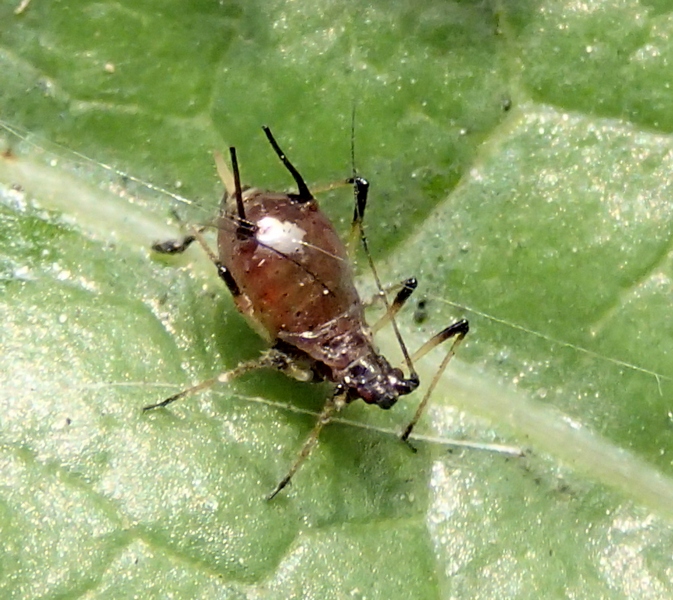 Aphididae da Id. - Macrosiphum  o Uroleucon ?